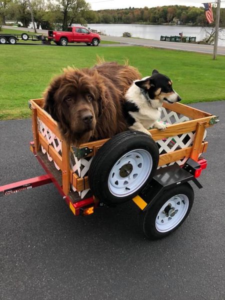Can-Am puppy express done
